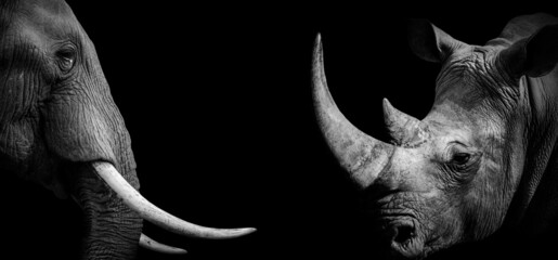 African Rhino Elephant , Rhinoceros wildlife animal isolated black white , Baner Panorama 