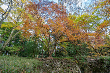 Fototapeta premium 高取城