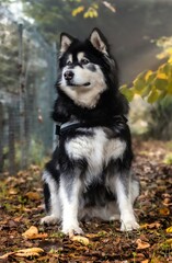 siberian husky dog