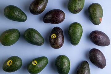avocato blue blackground