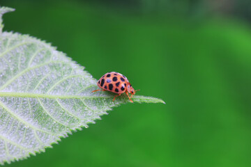 Ladybugs on wild plants, North China