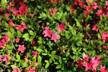 キリシマツツジ 5　赤