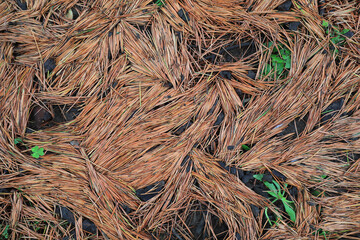 Cedar leaves on the ground, Beijing Botanical Garden