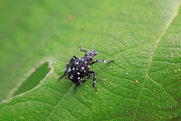 Hemiptera wax Cicadellidae insects on wild plants, North China