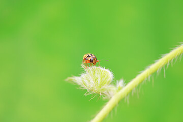 Leaf beetle on wild plants, North China