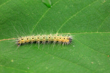 Lepidoptera larvae in the wild, North China