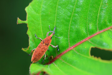 Weevil on wild plants, North China