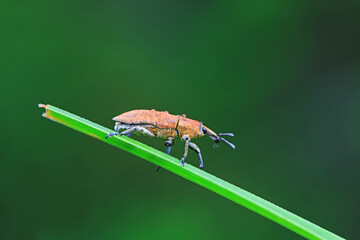 Weevil on wild plants, North China