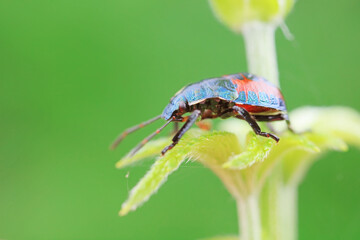 Hemiptera bugs in the wild, North China