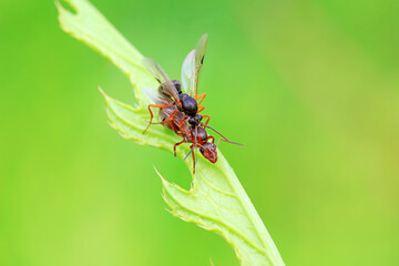 Ants in the wild, North China