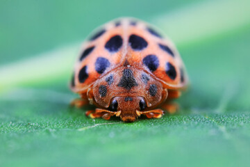 Ladybugs on wild plants, North China