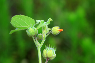 Jute flowers in the wild, North China