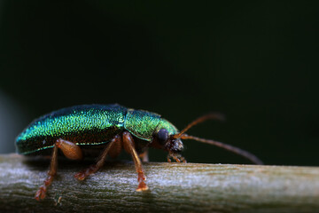 Leaf beetle on wild plants, North China