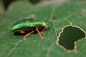 Leaf beetle on wild plants, North China