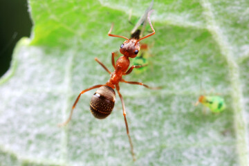 Ants in the wild, North China