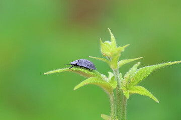 Hispidae family insect crawl on plants, North China