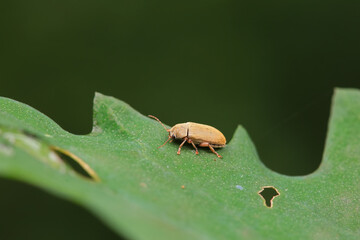 Leaf beetle on wild plants, North China
