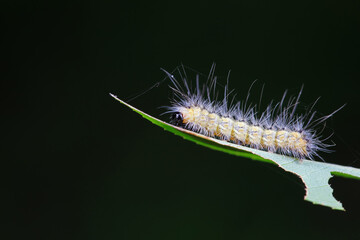 Lepidoptera larvae in the wild, North China