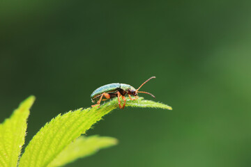 Leaf beetle on wild plants, North China
