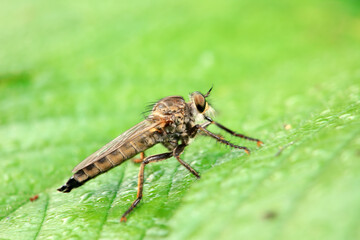 Insectivorous Gadfly in the wild, North China