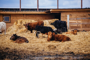 Cows in free open stall at the farm
