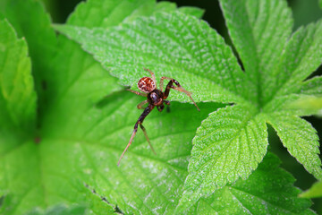 Spiders in the wild, North China