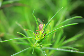Locusts perch on weeds in North China