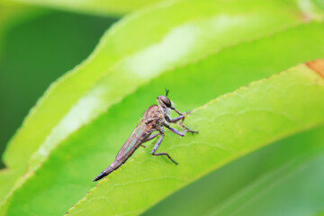 Insectivorous Gadfly in the wild, North China