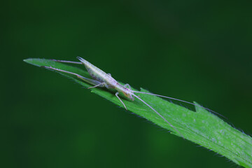 Tree cricket on wild plants, North China
