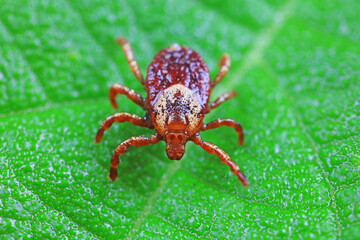 Ticks on wild plants, North China