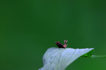 Hispidae family insect crawl on plants, North China