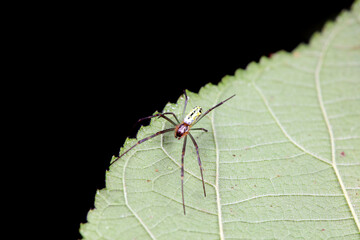 Spiders in the wild, North China
