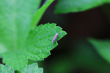 Leaf cicada on wild plants, North China