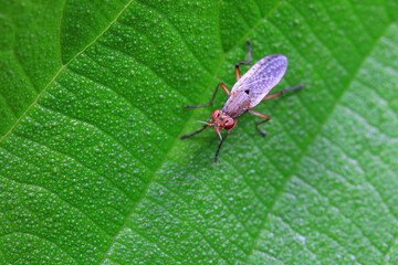 Flies on wild plants, North China