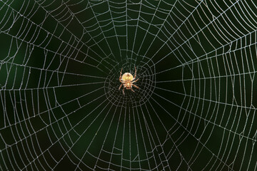 Spiders in the wild, North China