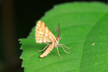 Lepidoptera insects in the wild, North China
