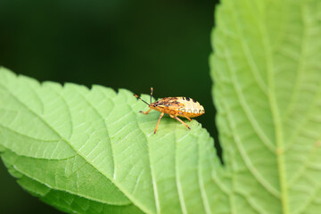 Hemiptera bugs in the wild, North China