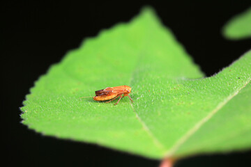 Leaf cicada on wild plants, North China