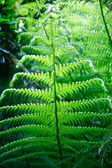 fern leaves