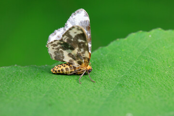 Lepidoptera insects in the wild, North China