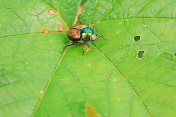 Coleoptera Chrysomelidae insects, North China