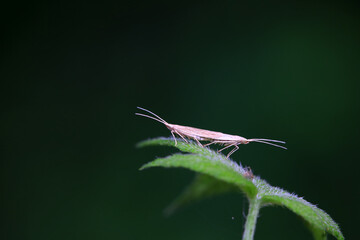 Lepidoptera insects in the wild, North China