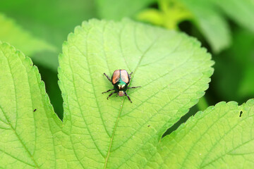 Coleoptera Chrysomelidae insects, North China