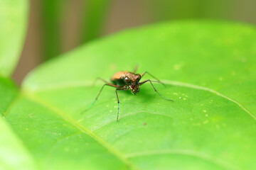 Fototapeta na wymiar Coleoptera Cicindelidae insect in the wild, North China