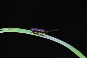Bee insects in the wild, North China