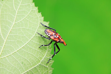 Hemiptera wax Cicadellidae insects on wild plants, North China