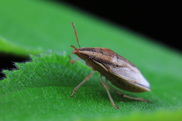 Hemiptera bugs in the wild, North China