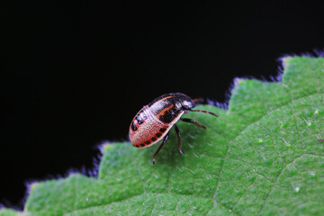 Hemiptera bugs in the wild, North China