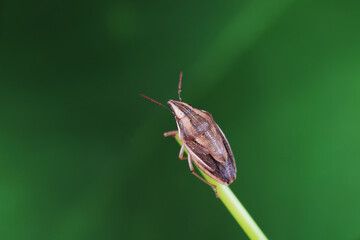 Hemiptera bugs in the wild, North China