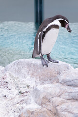 Naklejka premium A penguin looking down on a rock